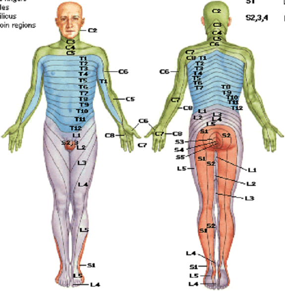 dermátomos dos membros inferiores